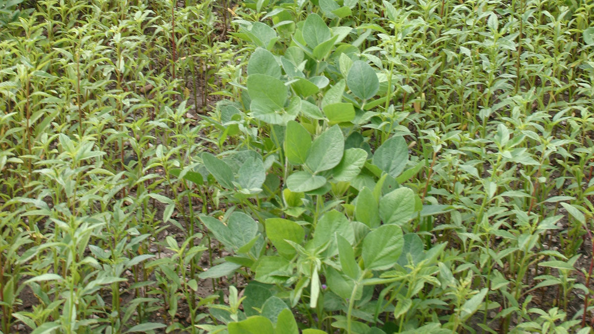 Weed resistance